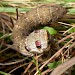 Larva • Oven Bottom, Oxon, Berkshire • © Jan Haseler