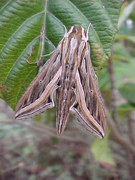 Silver-striped Hawk-moth Hippotion celerio