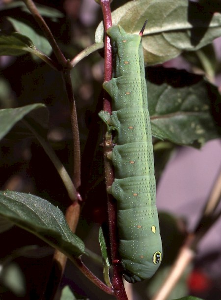 Silver-striped Hawk-moth Hippotion celerio