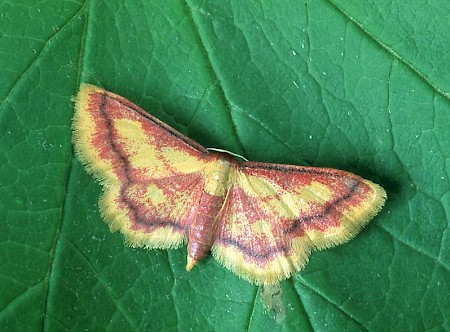 Purple-bordered Gold Idaea muricata