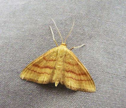 Adult &bull; Sandwich Bay, Kent &bull; &copy; Brian Carthy