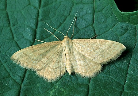 Bright Wave Idaea ochrata