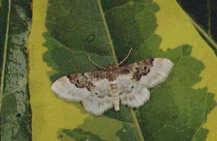 Least Carpet Idaea rusticata