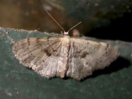 Strange Wave Idaea laevigata