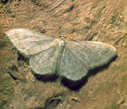 Adult &bull; &copy; David Painter