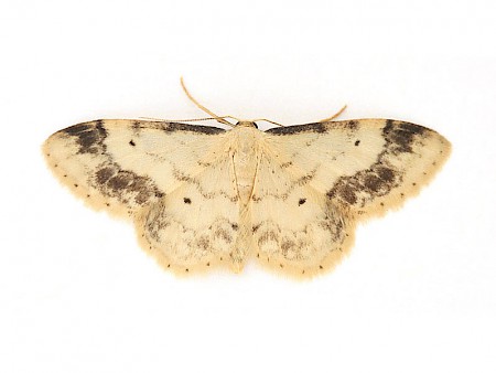 Treble Brown Spot Idaea trigeminata