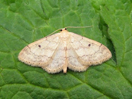 Small Fan-footed Wave Idaea biselata