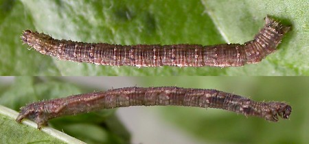 Small Fan-footed Wave Idaea biselata