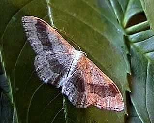 Riband Wave Idaea aversata