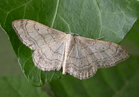 Riband Wave Idaea aversata