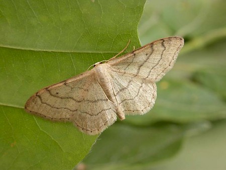 Riband Wave Idaea aversata