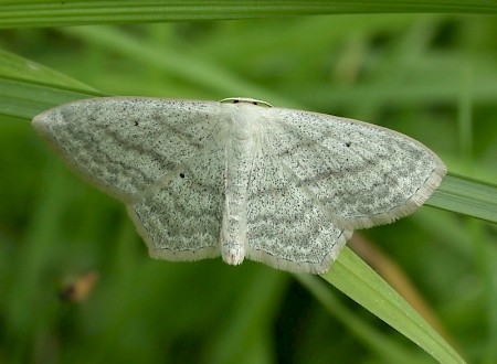 Sub-angled Wave Scopula nigropunctata