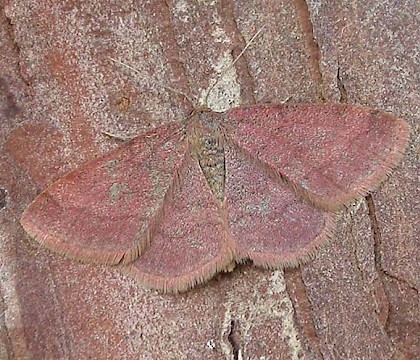 Adult &bull; Iken, Suffolk &bull; &copy; Paul Kitchener