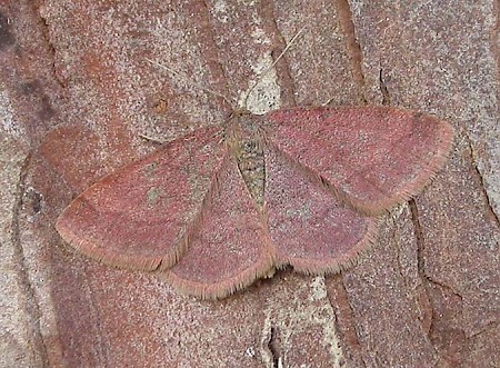 Tawny Wave Scopula rubiginata