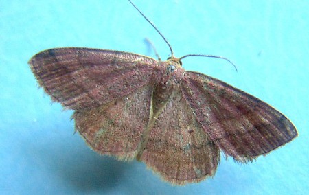 Tawny Wave Scopula rubiginata