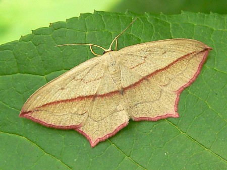 Blood-vein Timandra comae