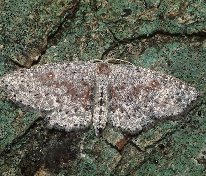 Adult &bull; Ex Dorset Larva &bull; &copy; David Green/Butterfly Conservation