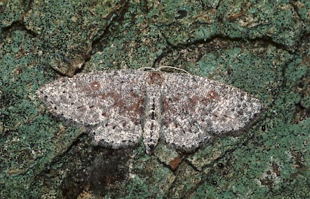 Dingy Mocha Cyclophora pendularia