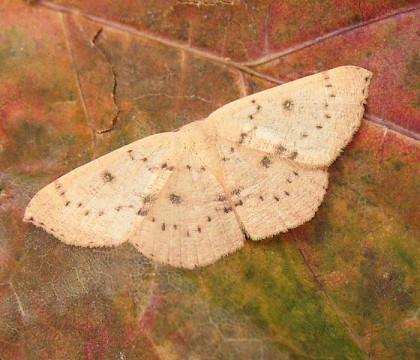 Adult &bull; Higworth, Wiltshire &bull; &copy; Steve Nash