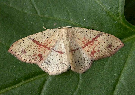 Maiden's Blush Cyclophora punctaria