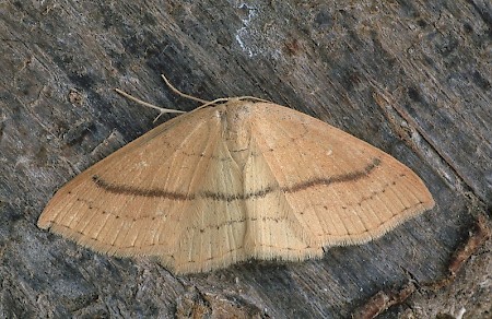 Clay Triple-lines Cyclophora linearia