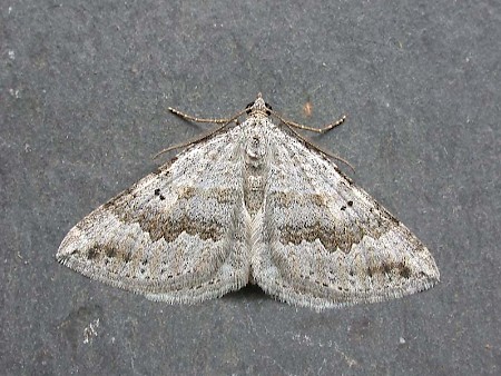 Chalk Carpet Scotopteryx bipunctaria