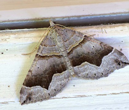 Adult &bull; Beaune, France &bull; &copy; Chris Knott