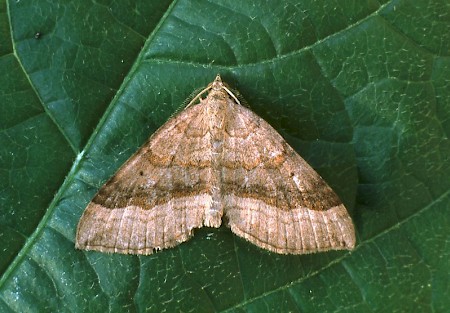 Shaded Broad-bar Scotopteryx chenopodiata