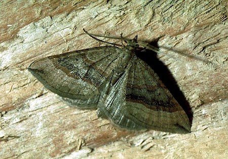 Shaded Broad-bar Scotopteryx chenopodiata