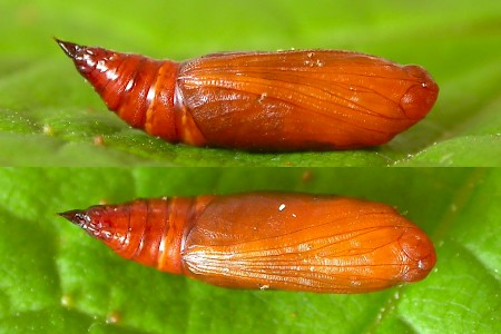 Shaded Broad-bar Scotopteryx chenopodiata