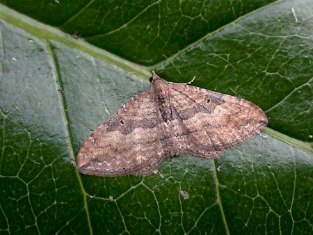 The Gem Nycterosea obstipata