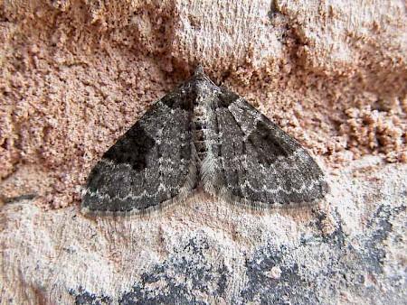 Garden Carpet Xanthorhoe fluctuata