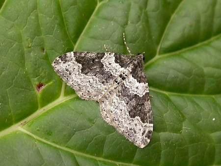 Garden Carpet Xanthorhoe fluctuata