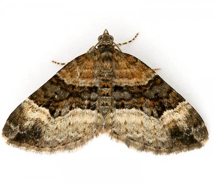 Adult &bull; &copy; Nigel Partridge