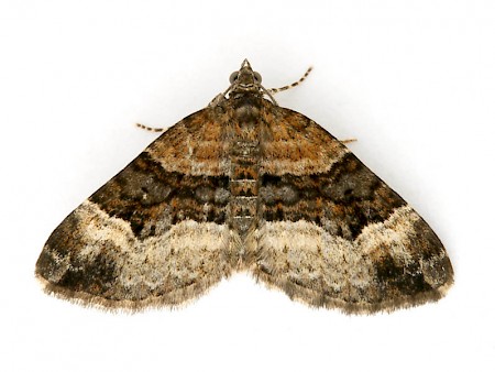 Balsam Carpet Xanthorhoe biriviata