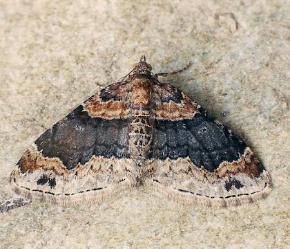 Adult &bull; Littleborough, Lancashire &bull; &copy; Ian Kimber