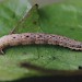 Larva • Littleborough, Lancashire • © Ian Kimber