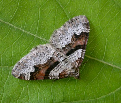 Adult &bull; Littleborough, Lancashire &bull; &copy; Ian Kimber