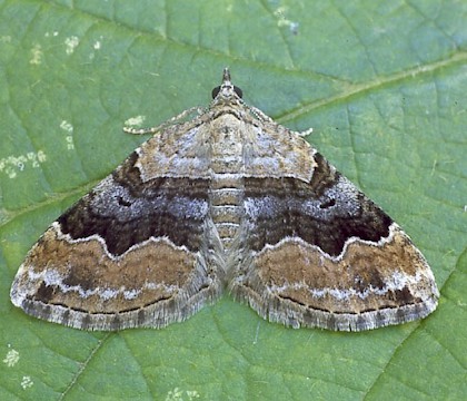 Adult &bull; Oxfordshire, ex. ova. &bull; &copy; Paul Harris