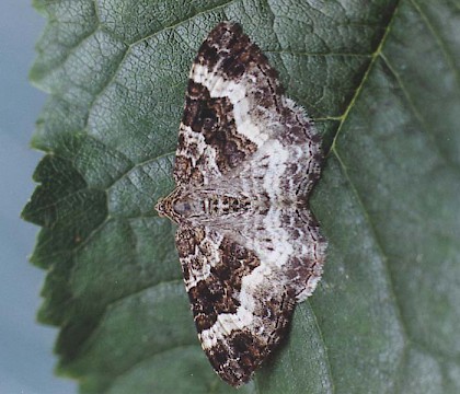 Adult &bull; Littleborough, Lancashire &bull; &copy; Ian Kimber