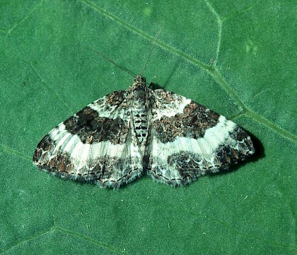 Adult &bull; &copy; David Painter