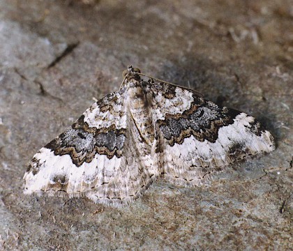 Adult &bull; Bere Alston, Devon &bull; &copy; Ian Kimber