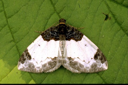 Beautiful Carpet Mesoleuca albicillata