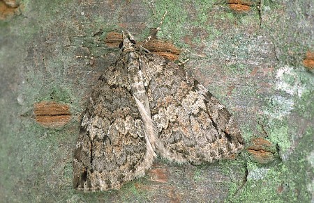 Ruddy Highflyer Hydriomena ruberata