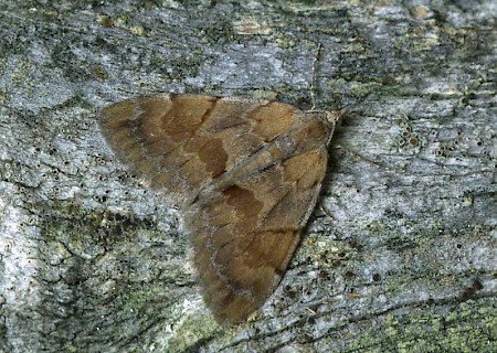 Pine Carpet Pennithera firmata