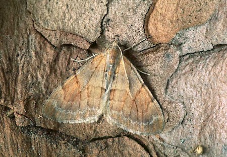 Pine Carpet Pennithera firmata