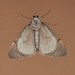 Adult (underside) • South Uist, Outer Hebrides • © Chris Johnson