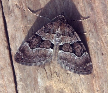 Chestnut-coloured Carpet Thera cognata