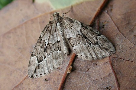 Juniper Carpet Thera juniperata