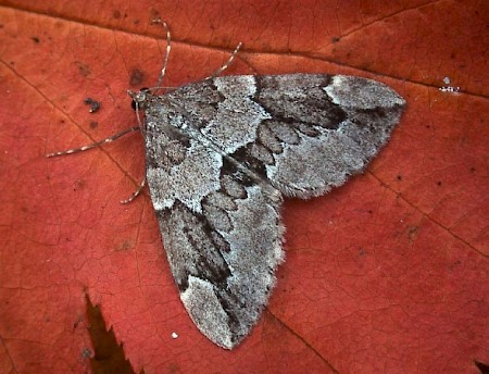 Juniper Carpet Thera juniperata